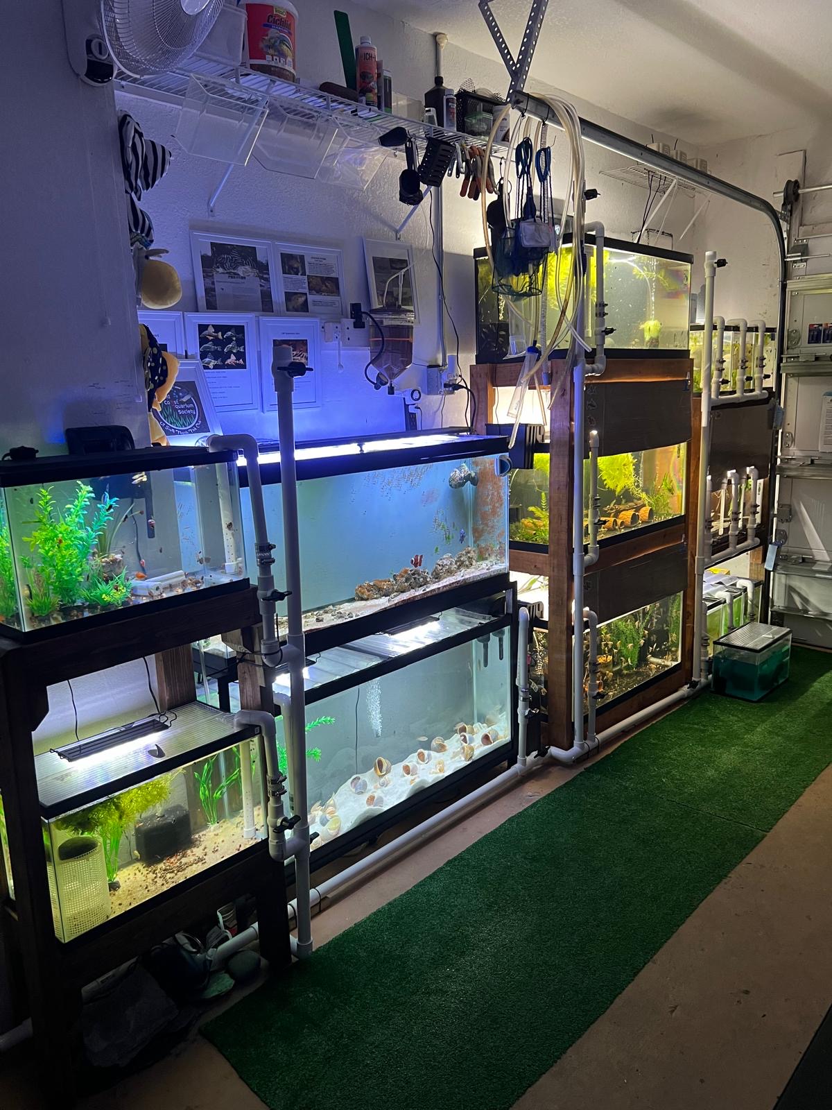 The FarmHouse Aquatics fish room — twenty-plus aquariums on a custom rack